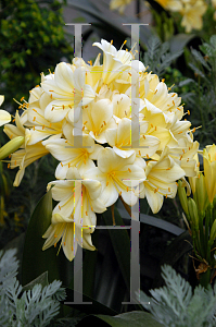 Picture of Clivia miniata var. citrina 