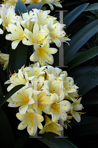 Picture of Clivia miniata var. citrina 