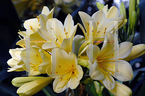 Picture of Clivia miniata var. citrina 