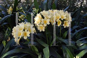 Picture of Clivia miniata var. citrina 