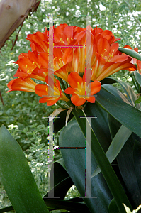 Picture of Clivia miniata 