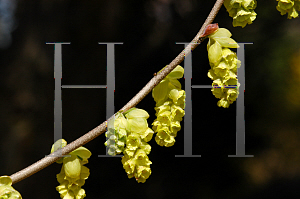 Picture of Corylopsis glabrescens 