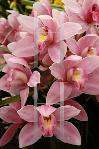 Picture of Cymbidium x 