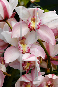 Picture of Cymbidium x 