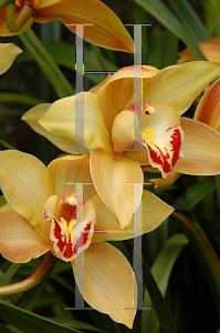 Picture of Cymbidium x 