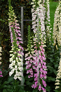 Picture of Digitalis purpurea 'Excelsior Hybrids'