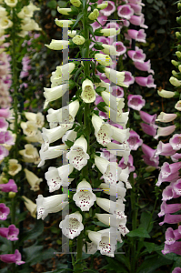 Picture of Digitalis purpurea 'Excelsior Hybrids'