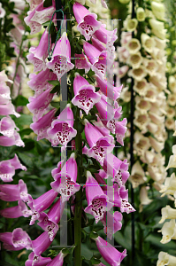 Picture of Digitalis purpurea 'Excelsior Hybrids'