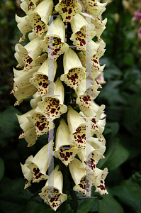 Picture of Digitalis purpurea 'Excelsior Hybrids'