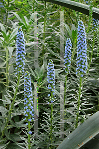 Picture of Echium candicans 