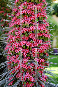 Picture of Echium wildpretii 