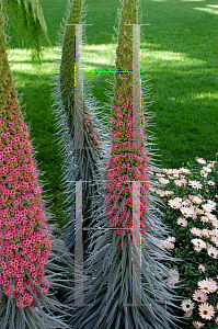 Picture of Echium wildpretii 