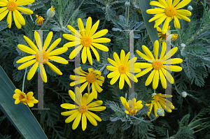 Picture of Euryops pectinatus 