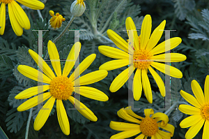 Picture of Euryops pectinatus 