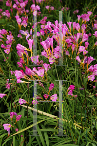 Picture of Freesia corymbosa 