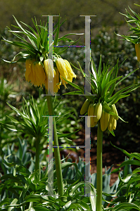 Picture of Fritillaria imperialis 'Lutea'