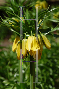 Picture of Fritillaria imperialis 'Lutea'