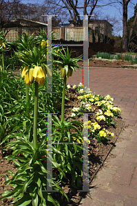 Picture of Fritillaria imperialis 'Lutea'