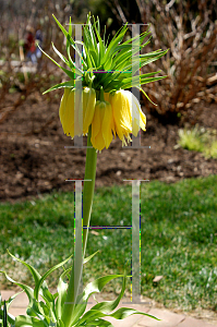 Picture of Fritillaria imperialis 'Lutea'