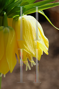 Picture of Fritillaria imperialis 'Lutea'