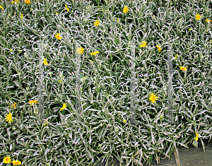 Picture of Gazania rigens 'Sundrop'