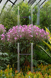 Picture of Geranium canariense 