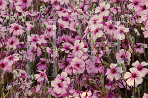 Picture of Geranium canariense 