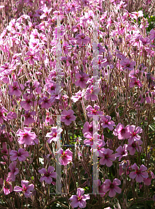 Picture of Geranium canariense 