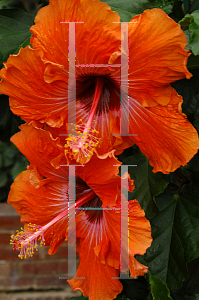 Picture of Hibiscus rosa-sinensis 'Caleb'