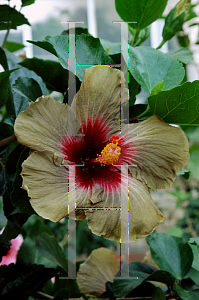 Picture of Hibiscus rosa-sinensis 'Dark Continent'