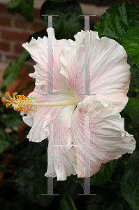 Picture of Hibiscus rosa-sinensis 'The Pearl'