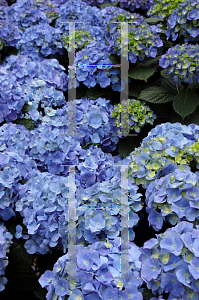 Picture of Hydrangea macrophylla 'Mathilda Gutges'