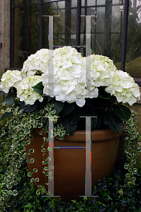 Picture of Hydrangea macrophylla 'Regulus'