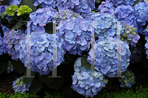 Picture of Hydrangea macrophylla 'Mathilda Gutges'