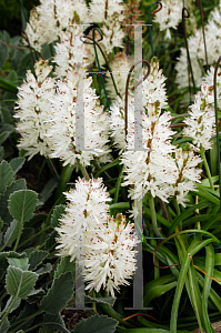 Picture of Lachenalia orthopetala 