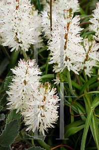 Picture of Lachenalia orthopetala 