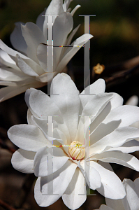 Picture of Magnolia x loebneri 'Ballerina'