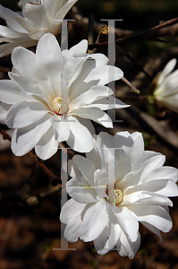 Picture of Magnolia x loebneri 'Ballerina'