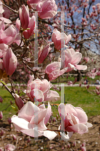 Picture of Magnolia x soulangiana 