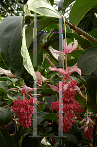 Picture of Medinilla magnifica 