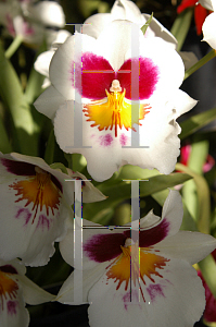 Picture of Miltonia  'Hudson Bay'