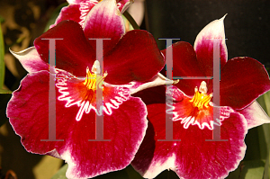 Picture of Miltonia  'Hudson Bay'