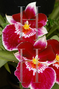 Picture of Miltonia  'Hudson Bay'