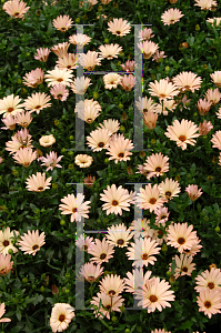 Picture of Osteospermum ecklonis 'Akope'