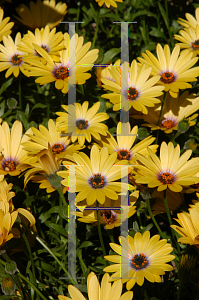 Picture of Osteospermum  'Seikilrem (Lemon Symphony)'