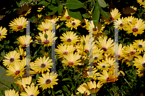 Picture of Osteospermum  'Seikilrem (Lemon Symphony)'