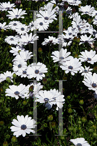 Picture of Osteospermum  'Brightside'