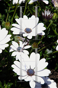 Picture of Osteospermum  'Brightside'