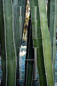 Picture of Pachycereus marginatus 