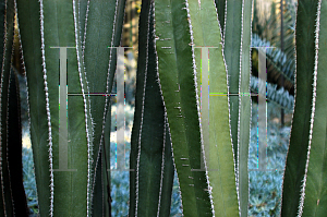 Picture of Pachycereus marginatus 